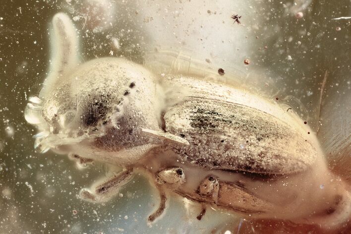 Detailed Fossil Click Beetle (Elateridae) in Baltic Amber #352693